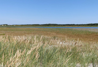 Moeraslandschap met hoog gras en water bij het 6-persoons vakantiehuis in Hadsund, Denemarken.