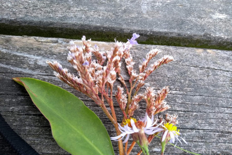 Un bouquet de fleurs sauvages et feuilles sur un banc en bois vieilli près d'une maison de vacances à Hadsund, Danemark.