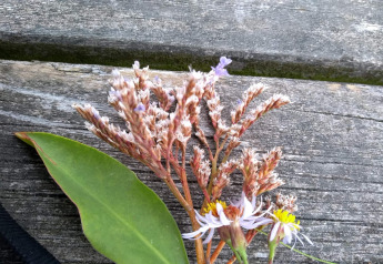 En buket vilde blomster og blade lagt på en slidt træbænk ved en feriebolig i Hadsund, Danmark.