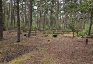 Afgesloten zone in het bos bij het 6-persoons vakantiehuis in Hadsund, Denemarken, met bomen.