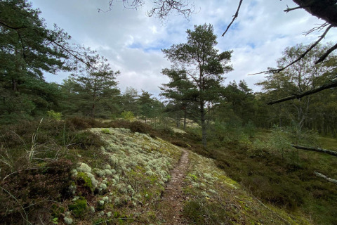 Sendero en un bosque tranquilo cerca de la casa de vacaciones para 6 personas en Hadsund, Dinamarca.