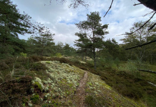 Sentiero nella foresta tranquilla vicino alla casa vacanze per 6 persone a Hadsund, Danimarca.