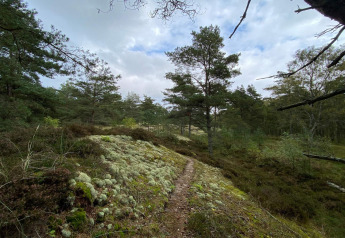 Sti gennem en fredelig skov ved ferieboligen for 6 personer i Hadsund, Danmark, med grøn bevoksning.