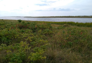 Vista di un fiume e cespugli selvatici vicino alla casa vacanze per 6 persone a Hadsund, Danimarca.
