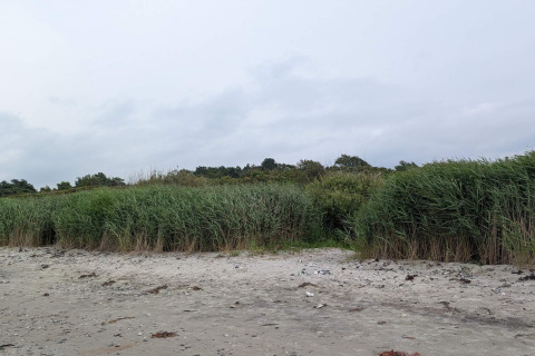 Plage de sable avec hautes herbes vertes près d'une maison de vacances pour 4 personnes à Allingåbro, Danemark.