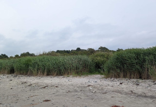 Sandy beach with tall green grass near the 4 person holiday home in Allingåbro, Denmark, on a cloudy day.