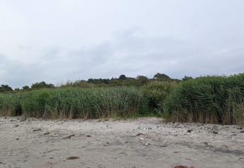 Zandstrand met hoog gras nabij het 4-persoons vakantiehuis in Allingåbro, Denemarken op een bewolkte dag.