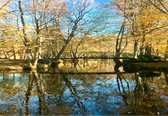 Foto eines ruhigen Teichs mit Brücke im Wald in der Nähe eines Chalets, Bäume spiegeln sich im Wasser.