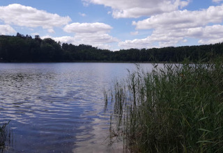 Zicht op een rustig meer met riet langs de oevers en een bos op de achtergrond bij een glampingverblijf.
