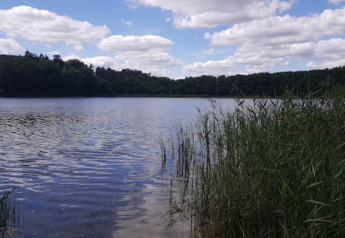 Zicht op een rustig meer met riet langs de oevers en een bos op de achtergrond bij een glampingverblijf.