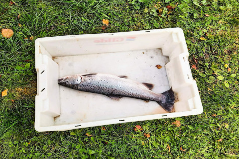 Een verse vis in een witte doos op het gras bij een vakantiehuis voor 6 personen in Olden, Denemarken.