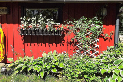 Rood vakantiehuisje in Zweden met groene planten, klimplantrek, bloemenbak en een gele tuinslang.
