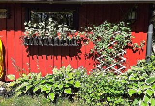 Rood vakantiehuisje in Zweden met groene planten, klimplantrek, bloemenbak en een gele tuinslang.