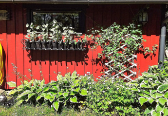 Rødt sommerhus i Sverige med grønne planter, klatrevækst og sort blomsterkasse under et lille vindue.