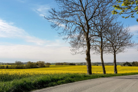 Vista su un campo di fiori gialli, alberi e cielo blu vicino al 6-Person Home in Eskebjerg, Danimarca.