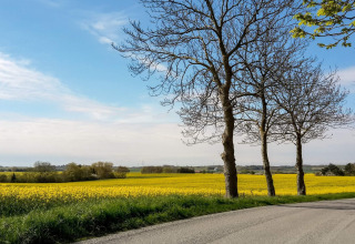 Aussicht auf ein gelbes Blumenfeld, Bäume und blauen Himmel bei 6-Person Home in Eskebjerg, Dänemark.
