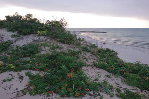Duna di sabbia con piante verdi e fiori vicino alla spiaggia a Melby, Danimarca, al tramonto.