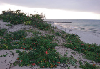 Dune de sable avec plantes vertes et fleurs près de la plage à Melby, Danemark, au coucher du soleil.