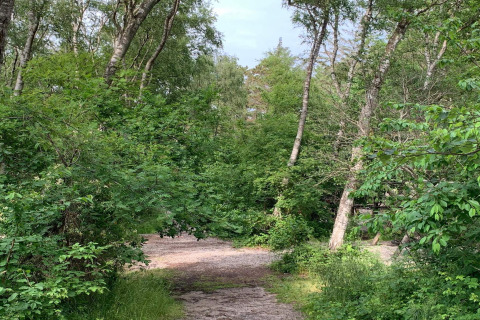 Sentier forestier près d'une maison de vacances 6 personnes à Melby, Danemark, entouré d’arbres verts.