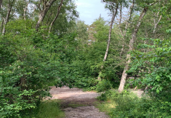 Bospad nabij 6-persoons vakantiehuis in Melby, Denemarken, omringd door groene bomen en natuur.
