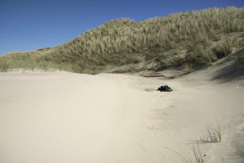 Dunas de arena con hierba bajo un cielo azul cerca de una casa de vacaciones para 6 en Pandrup, Dinamarca.