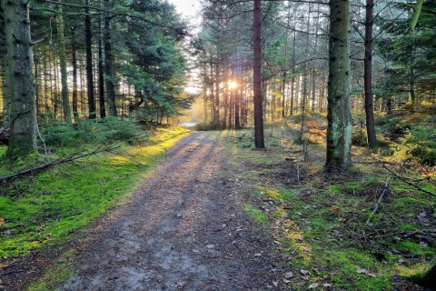 Bosweg met zonlicht door bomen nabij 6-persoons vakantiehuis in Pandrup, Denemarken.