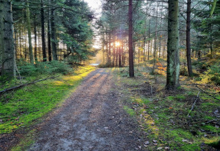 Waldweg mit Sonnenlicht zwischen den Bäumen nahe Ferienhaus für 6 Personen in Pandrup, Dänemark.
