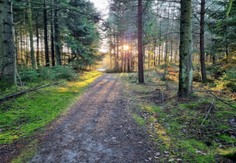 Bospad met zonlicht door de bomen bij 6-persoons vakantiehuis in Pandrup, Denemarken.
