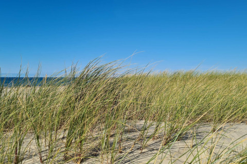 Strand mit Dünengras und Meer am Ferienhaus '6 Personen Ferienhaus in Pandrup', Dänemark bei klarem Himmel.