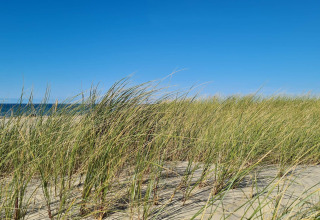 Herbes de dunes et mer près du lodge «6 person holiday home in Pandrup», Danemark, sous un ciel bleu clair.