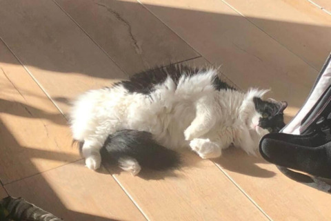 Gatto bianco e nero sdraiato sulla schiena al sole sul pavimento in legno al Bungalow «50 qm 5 Pers» in Germania.