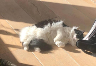Gatto bianco e nero sdraiato sulla schiena al sole sul pavimento in legno al Bungalow «50 qm 5 Pers» in Germania.