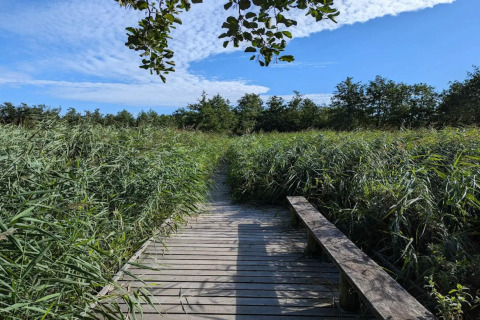 Houten vlonderpad met bankje omgeven door hoog gras en blauwe lucht bij 4-persoons vakantiehuis in Frederiksværk, Denemarken.