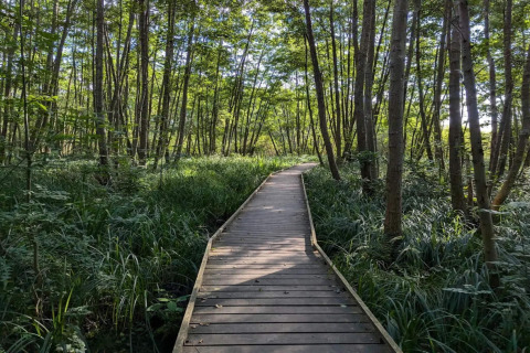 Træpromenade gennem frodig skov ved ferieboligen til 4 personer i Frederiksværk, Danmark, solrig dag.