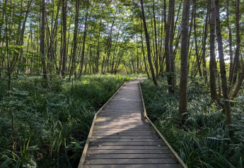 Passerella in legno attraverso foresta verde vicino alla casa vacanze per 4 persone a Frederiksværk, Danimarca.