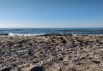 Spiaggia sabbiosa con conchiglie e onde leggere a Frederiksværk, Danimarca, sotto cielo azzurro limpido.