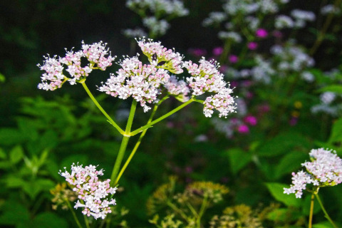 Gros plan de fleurs sauvages aux petites fleurs blanches et roses près d’un chalet à Passebekk, Suède.