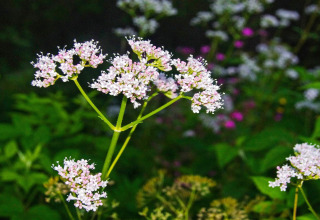 Gros plan de fleurs sauvages aux petites fleurs blanches et roses près d’un chalet à Passebekk, Suède.