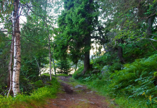Waldweg in der Nähe eines 6-Personen-Ferienhauses in Passebekk, Schweden, an einem sonnigen Tag.