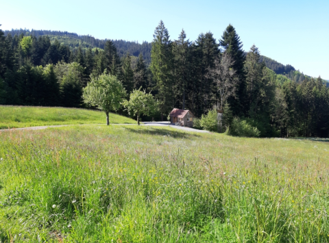 Een lodge aan de bosrand in het Zwarte Woud, Duitsland, omgeven door groene weiden en bomen in de zomer.