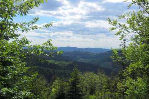 Vue sur collines verdoyantes et forêts près des lodges Boerderij Gallushof dans la Forêt-Noire, Allemagne.