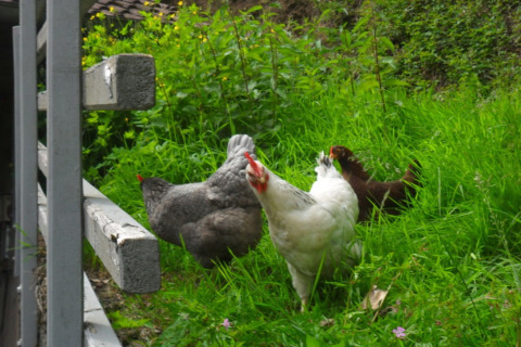 Gallinas sobre hierba verde junto a una cerca en Boerderij Gallushof - Lodges en la Selva Negra, Alemania.