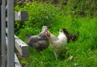 Chickens on green grass by a fence at Boerderij Gallushof - Lodges in the Black Forest, Germany.