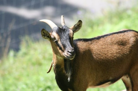 Goat at Boerderij Gallushof lodges in the Black Forest, Germany, standing in a green grassy area.