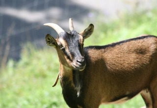 Goat at Boerderij Gallushof lodges in the Black Forest, Germany, standing in a green grassy area.