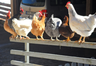 Gallinas posadas en una valla en Boerderij Gallushof, glamping en la Selva Negra, Alemania, día soleado.