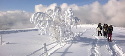 Grupo de senderistas camina por la nieve profunda junto a árboles congelados en Auberge et Chalets de la Wormsa - Glamping Vogezen.