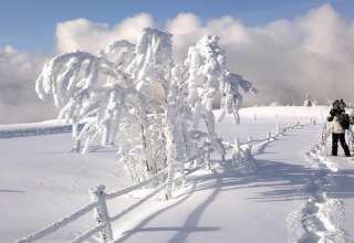 Group hiking through deep snow and frosty trees near Auberge et Chalets de la Wormsa - Glamping Vogezen scenery.