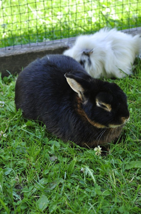 Black rabbit relaxing on grass near a white fluffy rabbit at Vollmershof - Lodge Zwarte Woud camping site.