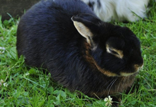 Lapin noir se reposant sur l’herbe près d’un lapin blanc à Vollmershof - Lodge Zwarte Woud, hébergement camping.